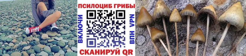 Галлюциногенные грибы Psilocybe  Новотроицк 